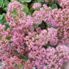 Menu Lime Zinger Sedum
