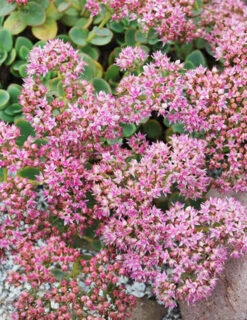 Menu Lime Zinger Sedum