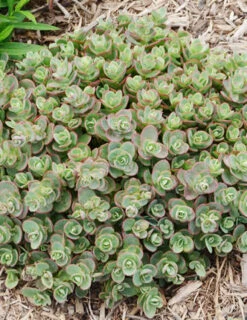 Menu Lime Zinger Sedum -Cheap Garden Twist Store 74107 lime zinger 2 1