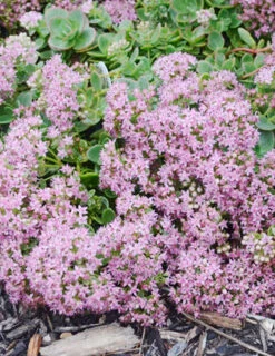 Menu Lime Zinger Sedum -Cheap Garden Twist Store 74107 lime zinger 3 1