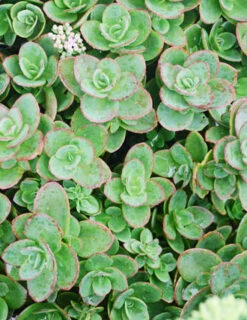 Menu Sizzling Sedum Sampler Collection -Cheap Garden Twist Store 74107 lime zinger 4