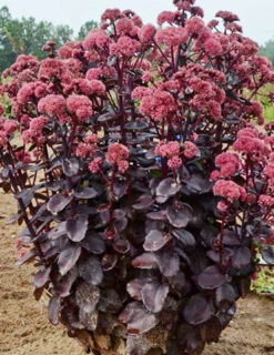 Menu Night Embers Sedum -Cheap Garden Twist Store 74108 night embers 2