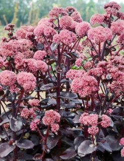 Menu Night Embers Sedum