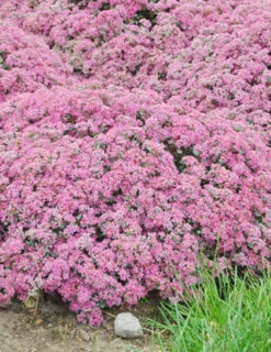 Menu Medley Of Sedum Collection -Cheap Garden Twist Store 74109 popstar 2 2