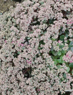 Menu Sizzling Sedum Sampler Collection -Cheap Garden Twist Store 74109 popstar