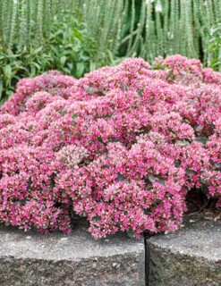 Menu Medley Of Sedum Collection -Cheap Garden Twist Store 74109 popstar 3 2