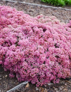 Menu Medley Of Sedum Collection -Cheap Garden Twist Store 74109 popstar 4 2