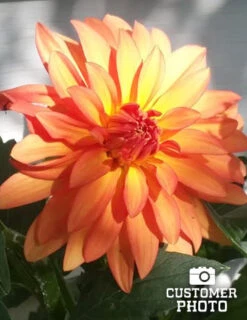 Menu Border Dahlia Collection -Cheap Garden Twist Store 74110 2 orange nugget border dahlia