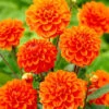 Menu Orange Nugget Border Dahlia