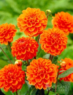 Menu Orange Nugget Border Dahlia