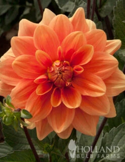 Menu Border Dahlia Collection -Cheap Garden Twist Store 74110 orange nugget border dahlia 2