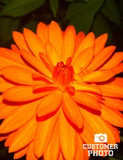 Menu Orange Nugget Border Dahlia -Cheap Garden Twist Store 74110 orange nugget border dahlia 2018 10 10 suzanne beever 1