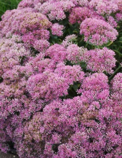 Menu Powderpuff Sedum