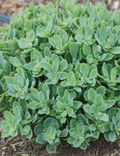 Menu Sizzling Sedum Sampler Collection -Cheap Garden Twist Store 74111 powderpuff
