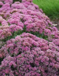 Menu Powderpuff Sedum -Cheap Garden Twist Store 74111 powderpuff 3 1