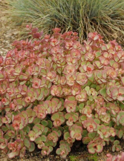 Menu Medley Of Sedum Collection -Cheap Garden Twist Store 74112 sieboldii 2