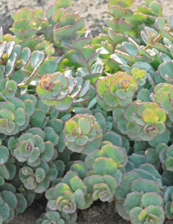 Menu Medley Of Sedum Collection -Cheap Garden Twist Store 74112 sieboldii
