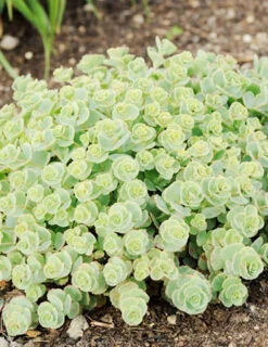 Menu Medley Of Sedum Collection -Cheap Garden Twist Store 74112 sieboldii 4