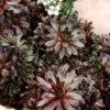 Menu Silverine Hens & Chicks