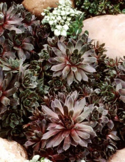 Menu Sizzling Sedum Sampler Collection -Cheap Garden Twist Store 74115 hens and chicks 2