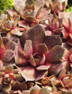 Menu Sizzling Sedum Sampler Collection -Cheap Garden Twist Store 74115 hens and chicks
