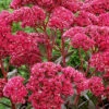 Menu Thunderhead Sedum