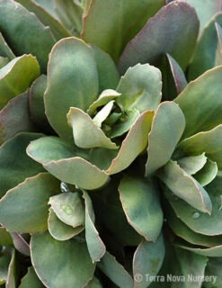 Menu Thunderhead Sedum -Cheap Garden Twist Store 74118 thunderhead sedum 2