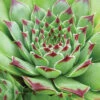 Menu Tip Top Hens & Chicks