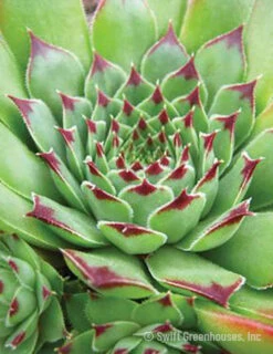 Menu Tip Top Hens & Chicks