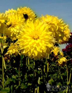 Menu Bold Dinnerplate Dahlia Collection 15 Menu Bold Dinnerplate Dahlia Collection -Cheap Garden Twist Store 74121 kelvin floodlight dinnerplate dahlia 2