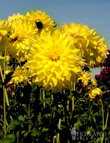 Menu Bold Dinnerplate Dahlia Collection 3 Menu Bold Dinnerplate Dahlia Collection - Image 3