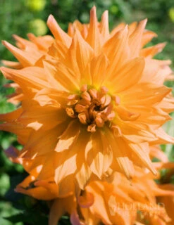 Menu Bold Dinnerplate Dahlia Collection 17 Menu Bold Dinnerplate Dahlia Collection -Cheap Garden Twist Store 74122 noordwijks glorie dinnerplate dahlia