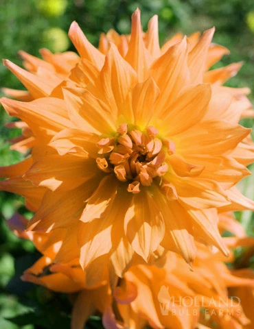 Menu Bold Dinnerplate Dahlia Collection 5 Menu Bold Dinnerplate Dahlia Collection - Image 5