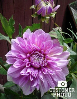 Menu Lavender Perfection Dinnerplate Dahlia -Cheap Garden Twist Store 74123 lavender perfection dinnerplate dahlia 3 2