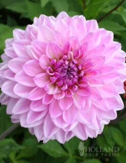 Menu Dinnerplate Dahlia Super Mix -Cheap Garden Twist Store 74123 lavender perfection dinnerplate dahlia 4