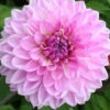 Menu Lavender Perfection Dinnerplate Dahlia