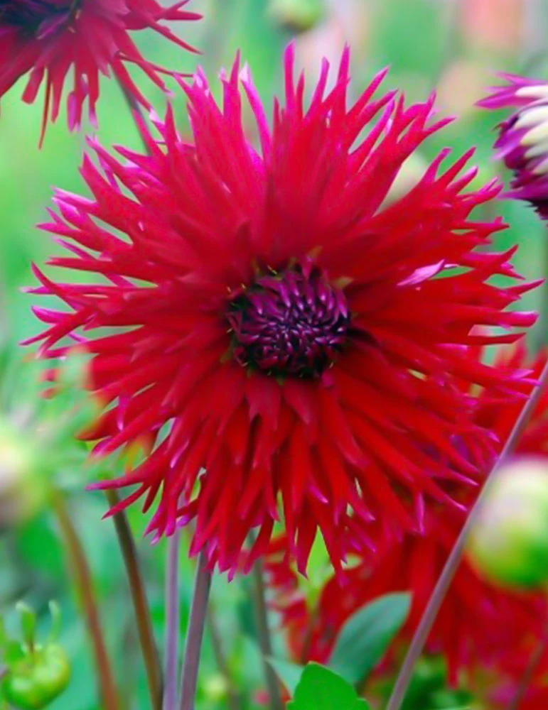 Menu Sunset Dahlia Collection 8 Menu Sunset Dahlia Collection - Image 8