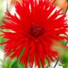 Menu Apache Fringed Dahlia