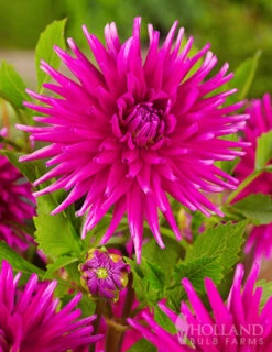 Menu Midnight Glo Dahlia Collection -Cheap Garden Twist Store 74139 purple gem cactus dahlia