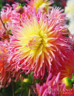 Menu Star Elite Cactus Dahlia -Cheap Garden Twist Store 74140 star elite cactus dahlia 2 1