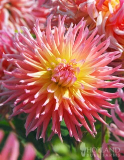 Menu Sunset Dahlia Collection 25 Menu Sunset Dahlia Collection -Cheap Garden Twist Store 74140 star elite cactus dahlia