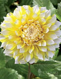 Menu Ultimate Dinnerplate Dahlia Collection -Cheap Garden Twist Store 74141 seattle decorative dahlia 2 2