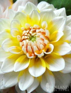 Menu Ultimate Dinnerplate Dahlia Collection -Cheap Garden Twist Store 74141 seattle decorative dahlia 3