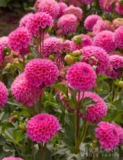 Menu Jan Van Schaffelaar Pompon Dahlia -Cheap Garden Twist Store 74147 jan van schaffelaar pompon dahlia 2