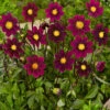 Menu Top Mix Purple Miniature Dahlias