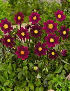 Menu Top Mix Purple Miniature Dahlias