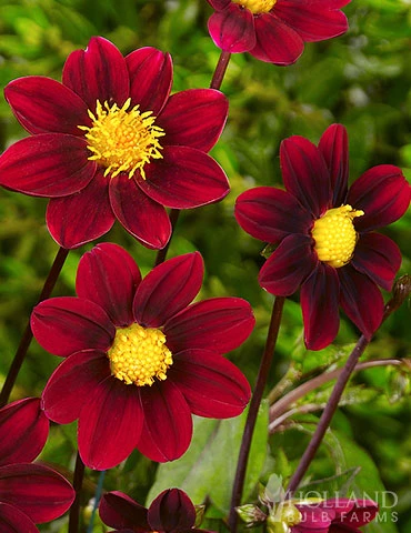 Menu Top Mix Purple Miniature Dahlias 2 Menu Top Mix Purple Miniature Dahlias - Image 2