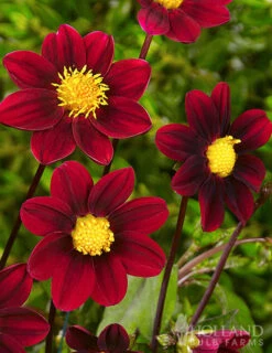 Menu Shimmering Sunset Dahlia Collection -Cheap Garden Twist Store 74148 topmix
