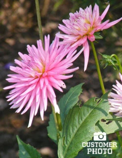 Menu Border Dahlia Collection -Cheap Garden Twist Store 74151 2018 07 11 park princess border dahlias joan geraldson
