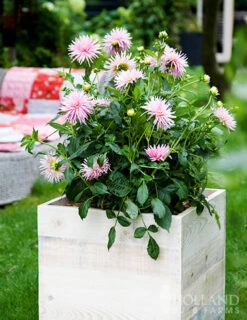 Menu Border Dahlia Collection -Cheap Garden Twist Store 74151 park princess border dahlia